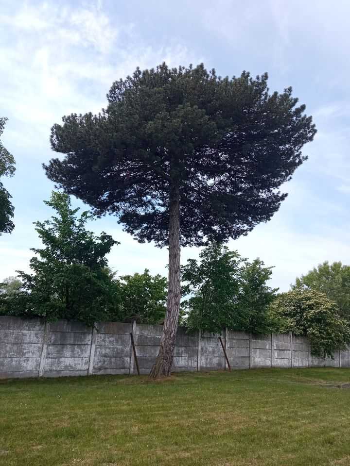 Сосна графів Вишневських – ботанічна пам'ятка природи