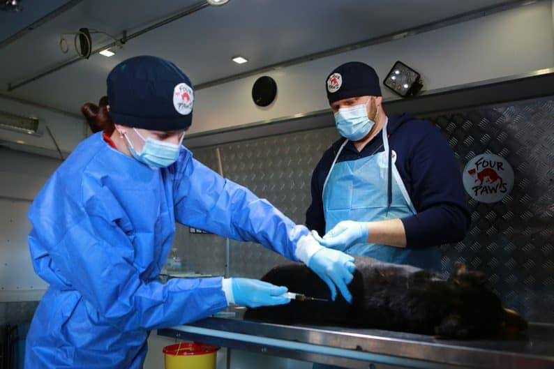 У Червонограді працюватиме команда зі стерилізації безпритульних тварин 