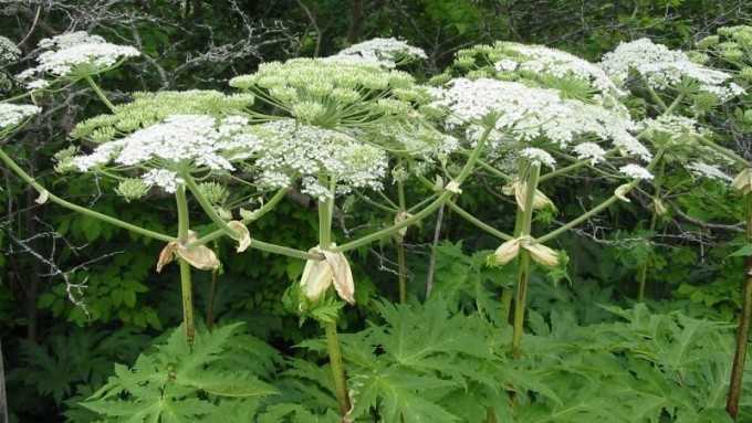 Борщівник Сосновського – небезпека для здоров’я