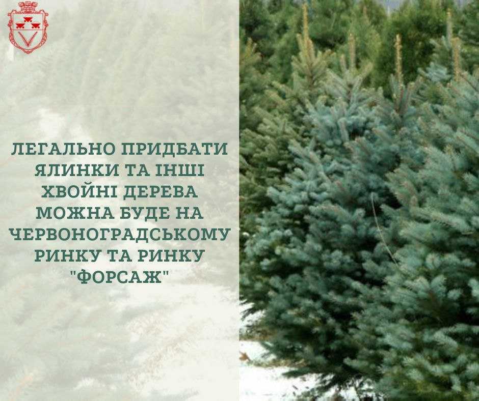 У Червонограді визначені місця, де можна придбати новорічні ялинки.