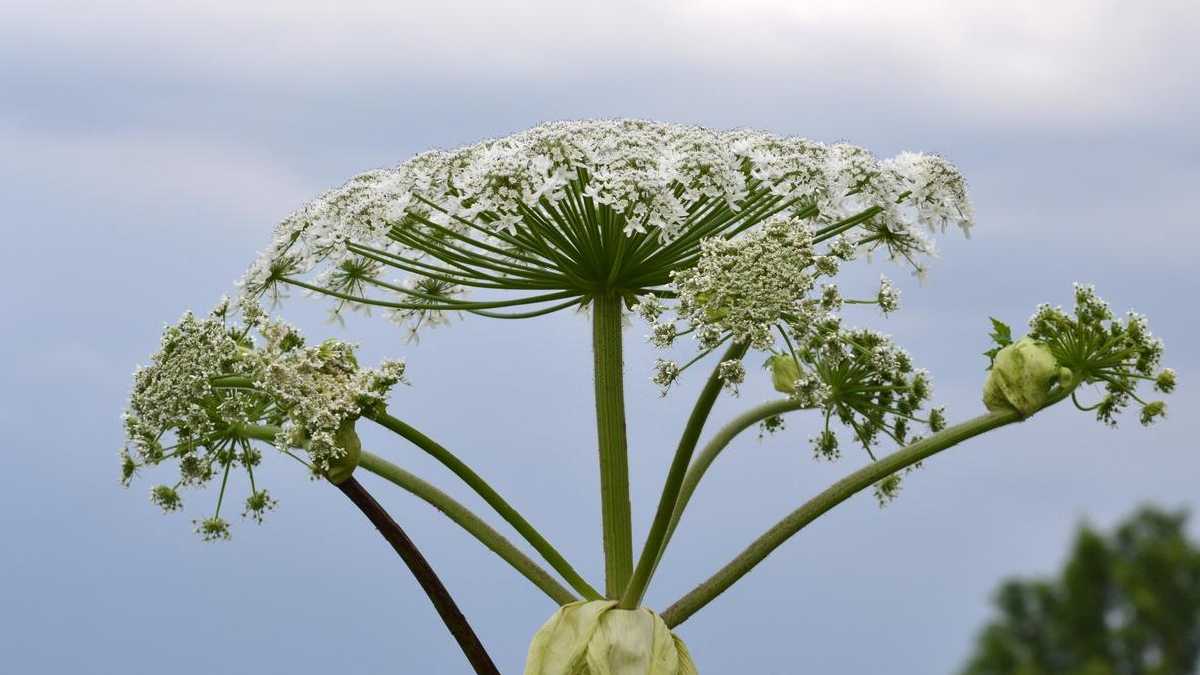 Борщівник небезпечна отруйна рослина