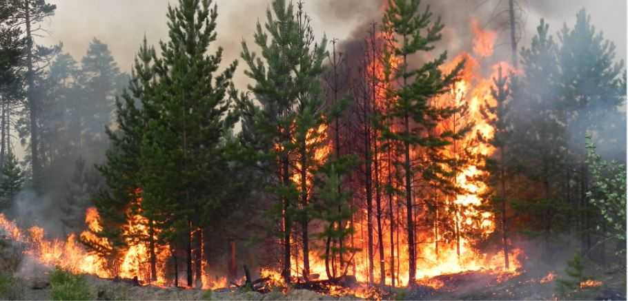 Яка відповідальність за знищення або пошкодження лісу внаслідок необережного поводження з вогнем