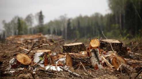 Яка відповідальність за незаконну порубку лісу