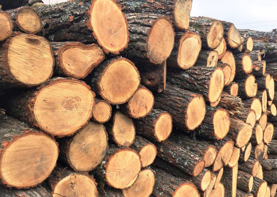 Заготівля дров на зиму: де жителі Львівщини можуть офіційно придбати дрова?