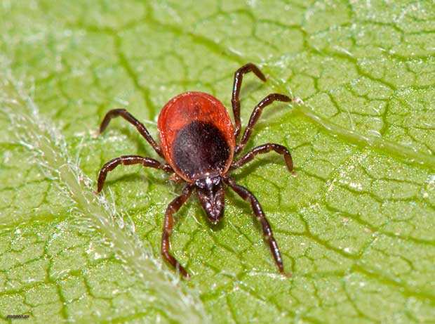 Обережно, кліщі!