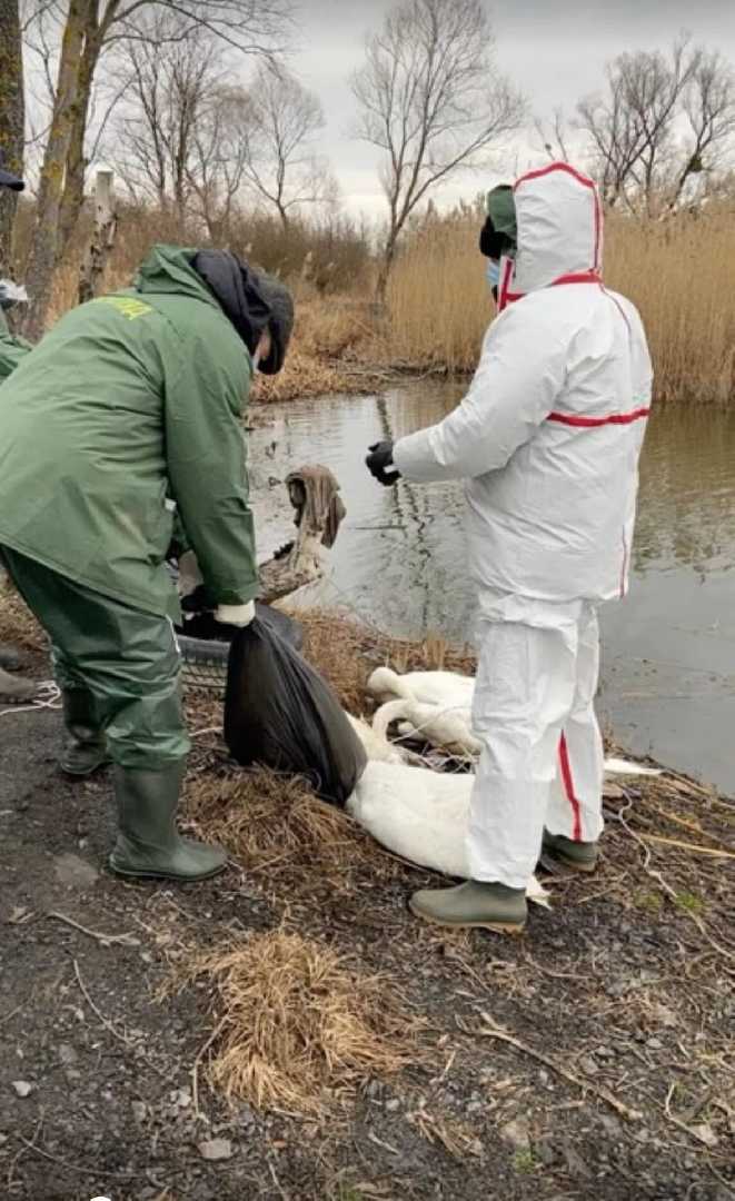 Фахівці виявили ще 38 загиблих лебедів