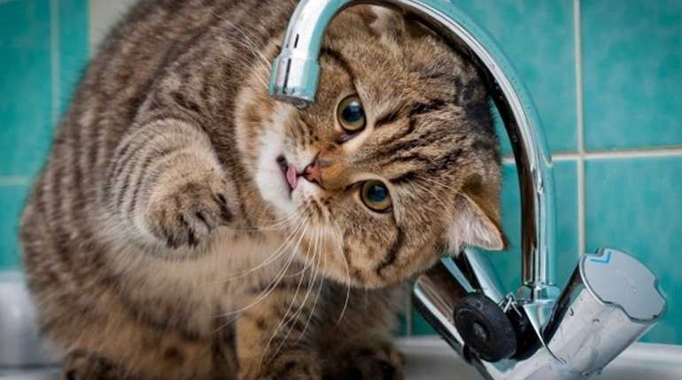 Завтра на окремих вулицях Шептицького не буде води! 