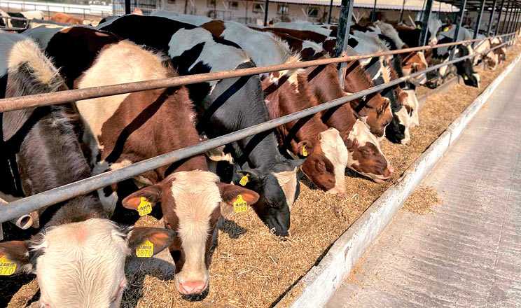 До уваги аграріїв! В Державному аграрному реєстрі стартує добір на спеціальну бюджетну дотацію на утримання поголів’я корів