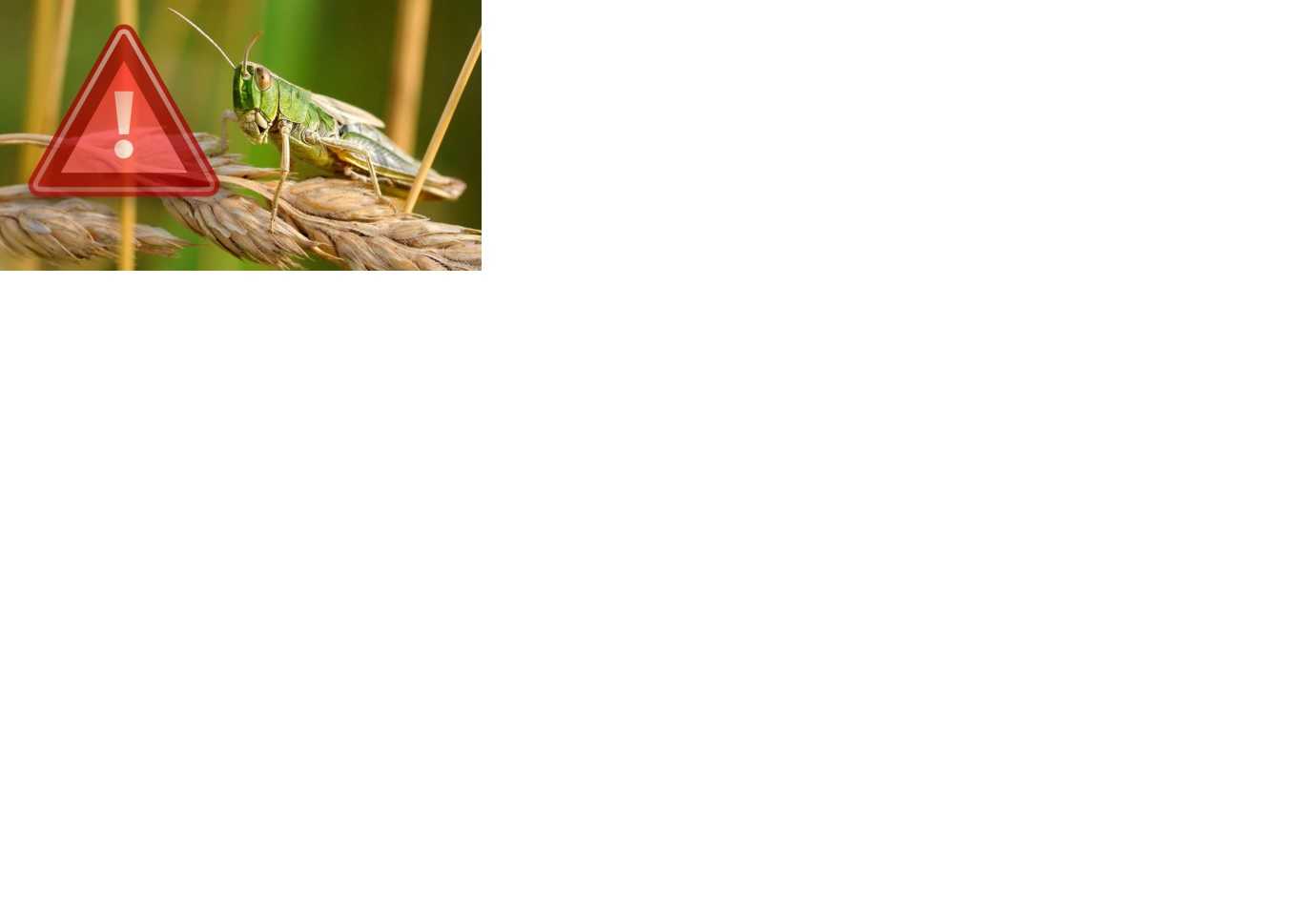 УВАГА! Небезпечний шкідник – сарана!