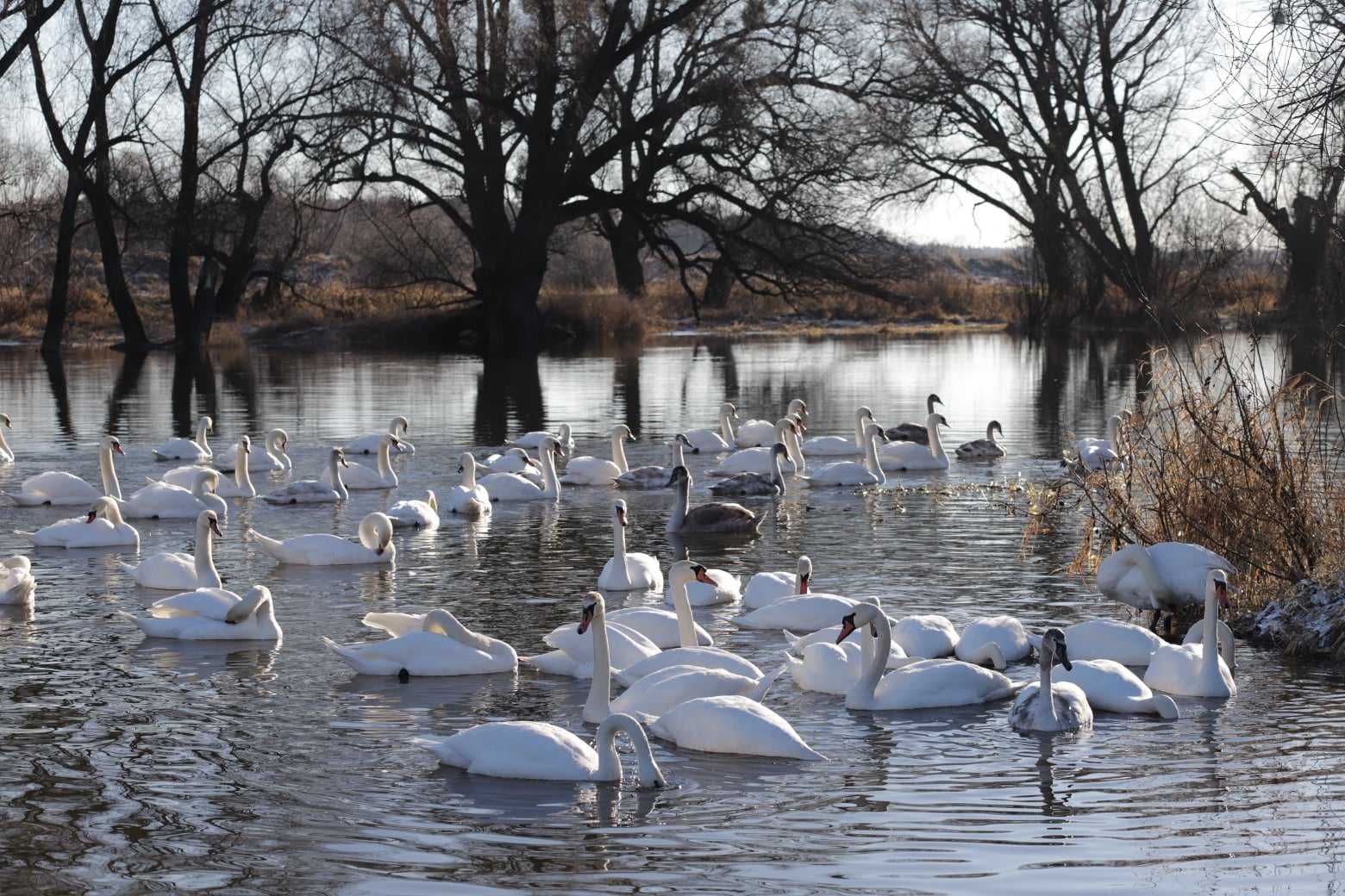 На Західному Бузі загинуло двоє лебедів